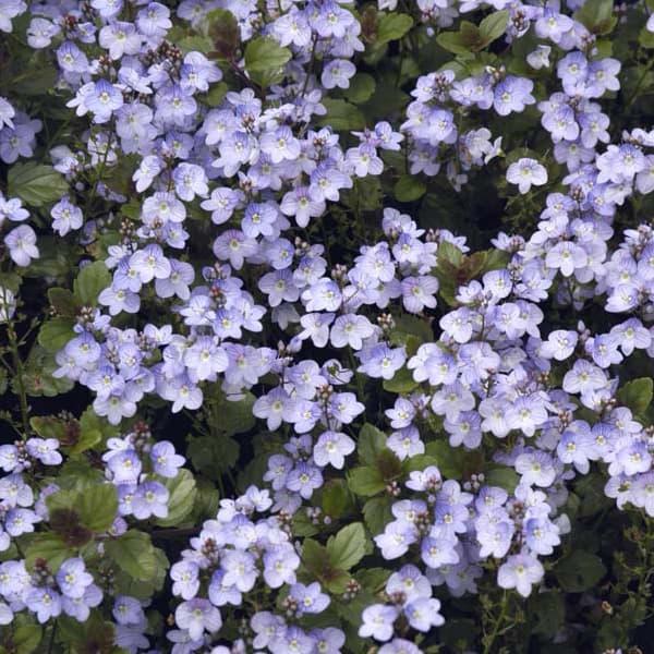 草花の苗 ベロニカ マダムマルシア3号ポット 2株セット