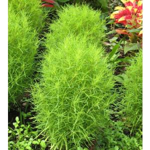 コキア 苗 花 ガーデニング の商品一覧 通販 Yahoo ショッピング