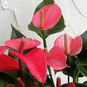 クリスマスローズ 一茶 曽田園芸 0129-005 現品販売 送料無料 12cm