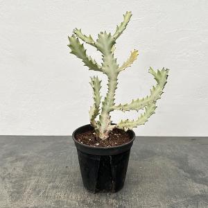 観葉植物 おしゃれ ユーフォルビア ラクテア ホワイトゴースト 4号