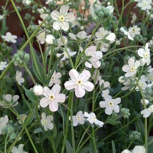 コーデックス：メキシコ亀甲竜 ディオスコレア マクロスタチア*塊幅