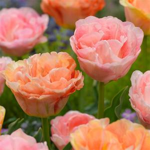プルメリア ジェイ105 4号鉢 熱帯花木 : グリーンプラザ山長ヤフー