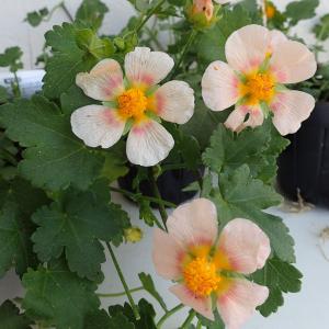草花の苗 サマーセール マルバストラム ラテリティウム3.5号ポット