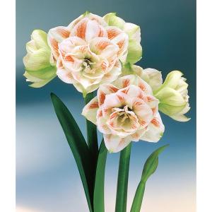 （わけあり特価）アマリリス（八重咲き） 白赤 1球ポット植え