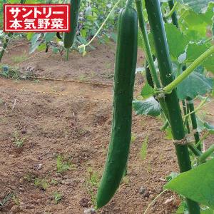 野菜の苗/キュウリ：夏ふうみ3号ポットの商品画像