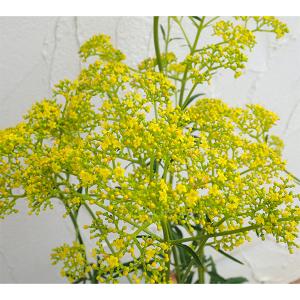草花の苗 26年10月中下旬予約 オミナエシ(女...の商品画像