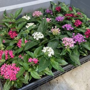 ITANSE アオダモ オーレア 庭木 7号鉢/1個売り 植木 トネリコ アオダモ