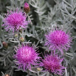 草花の苗 セントーレア ギムノカルパ3-3.5号ポット