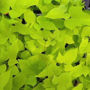 草花の苗 サマーセール （わけあり特価）イポメア バタタスライム3号ポット