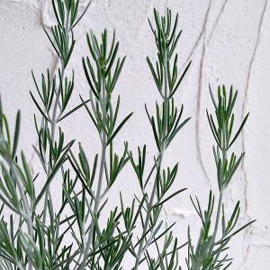 草花の苗 プロスタンテラ シルバーリーフ（シルバーミントブッシュ）3号ポット