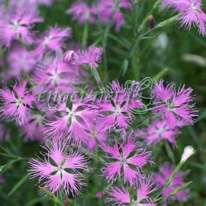 山野草の苗 カワラナデシコ(河原撫子) 桃花3号ポットの商品画像