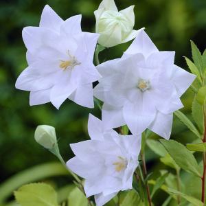 草花の苗 26年9月中下旬予約 八重咲キキョウ ハコネ（HAKONE）ホワイト3号ポット