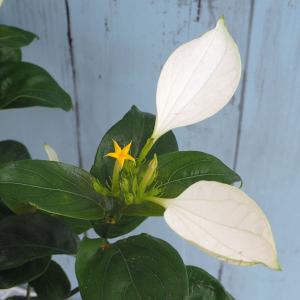 コンロンカ白花4号鉢植え