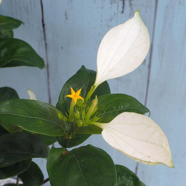 （わけあり特価）コンロンカ白花4号鉢植え