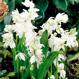 シラー 球根の商品一覧 通販 Yahoo ショッピング