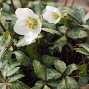 クリスマスローズ 原種の商品一覧 通販 Yahoo ショッピング