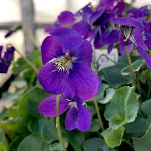 観葉植物 （わけあり特価）アンスリウム（原種） クリスタリナム