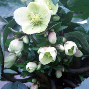 冬咲きクリスマスローズ HGCマーロン13.5cmポット1苗（2年生苗） : 花