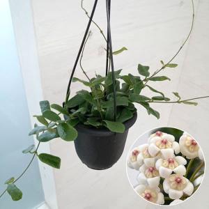 おしゃれ 観葉植物：ホヤ シェパーディ*吊り鉢 5号 : 遊恵盆栽 Yahoo
