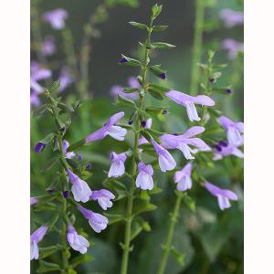 園芸ネット サルビア セージ の仲間 草花の苗 Yahoo ショッピング