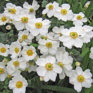 草花の苗/シュウメイギク（秋明菊）：ホワイト 5号鉢植え