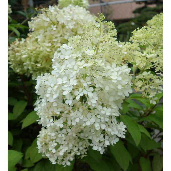 花木 庭木の苗 ノリウツギ（糊空木） ミニホイップ5号ポット（旧 リトルホイップ）
