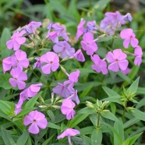 フロックス 花 苗 の商品一覧 花 ガーデニング 通販 Yahoo ショッピング