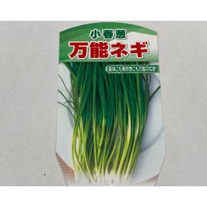 野菜の苗 ネギ 小春（こはる）3号ポット