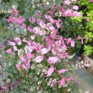 トキワマンサク 白 常緑樹の植木 庭木 の商品一覧 苗木 植木 花 ガーデニング 通販 Yahoo ショッピング