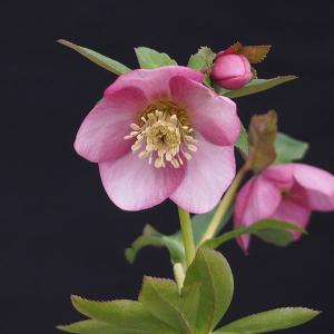 クリスマスローズ：小桜（こざくら）3.5号ポット