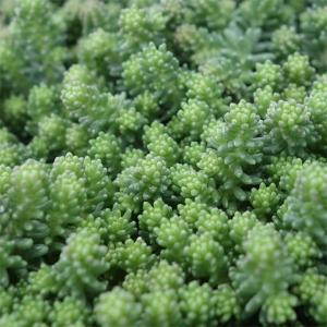 日本花キ流通 多肉植物 caアエオニウム ブロンズメダル錦 多肉植物
