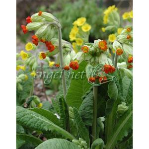 山野草の苗 プリムラ ベリス サンセットシェード 3号ポット