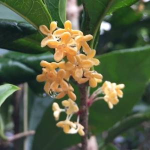 金木犀 鉢植え 花 ガーデニング の商品一覧 通販 Yahoo ショッピング