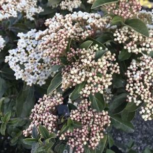 ビバーナム ティヌスの商品一覧 通販 Yahoo ショッピング