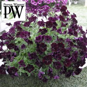 草花の苗 21年3月中下旬予約 ペチュニア スーパーチュニア スワローブラック3号ポット 最安値 価格比較 Yahoo ショッピング 口コミ 評判からも探せる