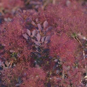 スモークツリー ブランシュシュ 3号ポット苗 爆買いweek : 苗木部 花