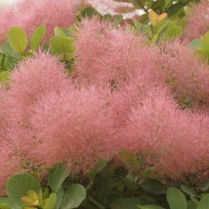 おまとめシトロン全3点花芽付き シトロンシュシュ スモークツリー 苗