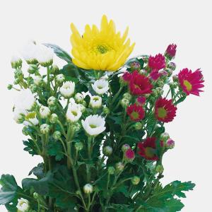 菊苗 8〜12月まで楽しむ中輪菊セット 15種30株(各2株) : 花と緑 国華園
