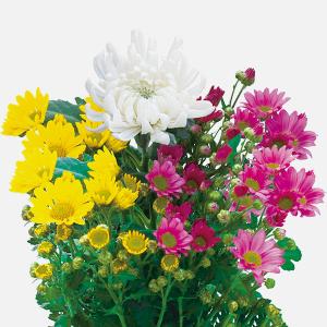 金のなる木 5号鉢（直径15cm） フチベニベンケイ 花月 成金草 多肉植物