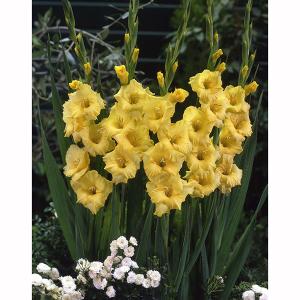 球根 グラジオラス単色咲き 黄8球入り