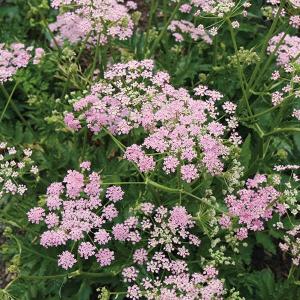 菊苗 小菊 江戸菊 江戸黄八丈 1株 : 花と緑 国華園 - 通販 - Yahoo