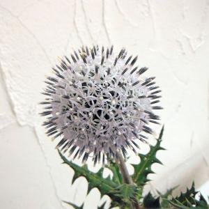 草花の苗 （わけあり特価） 棚卸セール エキノプス（ルリタマアザミ） アークティックグロー 3.5号ポット