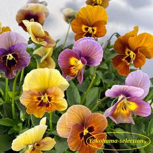 草花の苗 パンジー フェデネージュ モネ 積みわら3-3.5号ポット : 園芸