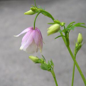 山野草の苗 風鈴オダマキ(フウリンオダマキ) 普...の商品画像