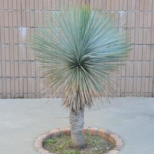 観葉植物 ユッカ ロストラータ4号ポット