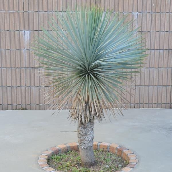 観葉植物 ユッカ ロストラータ4号ポット