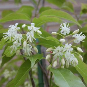 花木 庭木の苗/常緑エゴノキ：トキワエゴノキ3-3.5号ポット