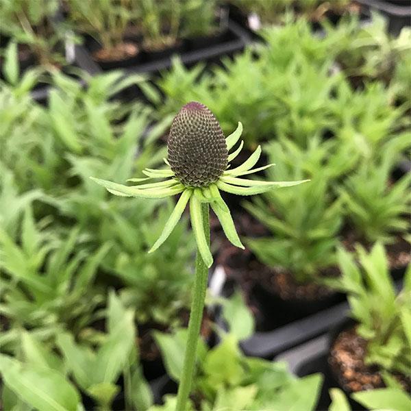 草花の苗 ルドベキア グリーンウィザード3-3.5号ポット