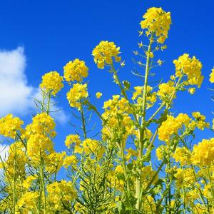 武徳産ホテイアツモリソウ 花1芽株 : 岩崎園芸ネットストア Yahoo店