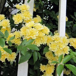 モッコウバラ 苗 の商品一覧 花 ガーデニング 通販 Yahoo ショッピング